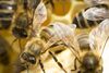 Bees.jpg
