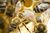 Bees.jpg